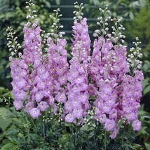 50 Delphinium Giant Pacific Guinevere Rosy Lilac 6 Ft Perennial Flower S... - $12.23