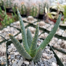 cactus Aloe Dichotoma Cacti Succulent real live plant - £41.19 GBP