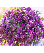 Fresh Statice Twilight Purple Cut Flowers Dried Arrangements Reseeds Non... - $238.60 MXN