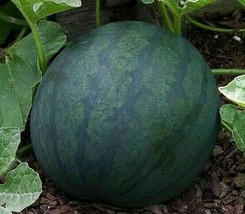 Guashi Store Watermelon Seeds 25 Sugar Baby Garden Fruit Bush Avg Wt 8-10 Lbs Fa - $8.99