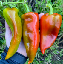 25 Seeds Beaver Dam Pepper Vegetables Garden - $9.64