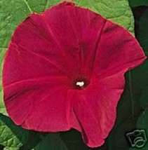 VP Scarlet O&#39;Hara Morning Glory Red Ipomoea Nil Flower Vine 50 Seeds - £3.83 GBP