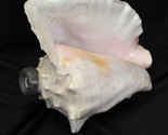 Authentic Pink Queen Seashell Horn Trumpet Beach Wedding Hawaii Tiki - £32.95 GBP