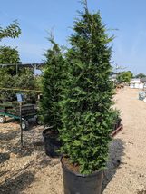 1 Leyland Cypress Tree 6-12&quot; in 2.5&quot; Pot – Fast-Growing, Deer-Resistant, Hardy - £23.63 GBP