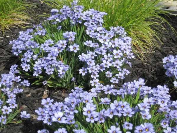 200 Blue Eyed Grass (Western Or Californian) Sisyrinchium Bellum Flower Seeds Fr - £7.83 GBP
