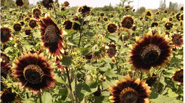 100 Seeds Of Sunflower Crimson Velvet Heirloom 8 Flowers Cutflowers Bees Nongmo - £9.80 GBP