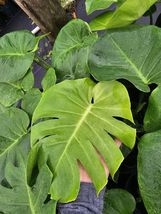 Monstera Deliciosa Swiss Cheese Plant 7&quot; CUTTING With Developing Node - $29.18