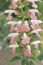 TH 40 Seeds Salvia Sumer Jewel Pink Coccinea Flower Seeds/ Perennial / D... - $15.09