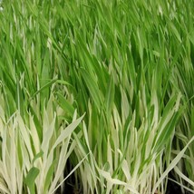 Variegated Cat Grass Seeds Hordeum Vulgare 50 Seeds Usa Fast Shipping - £13.85 GBP