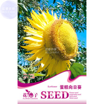 15 Sunflowers Cake Type Flower USA SELLER Garden - $5.22