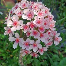 New Fresh Seeds Darmera Peltata Indian Rhubarb Umbrella Plant 10 Seeds - $21.30