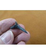 (S375-73) 1&quot; fossil Goblin Shark Tooth teeth wired pendant jewelry love ... - $14.01