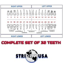 Ivorine Teeth Replacement Set for Typodont AG3 &amp; FG3 (#&#39;s 1-32) full set - £15.63 GBP