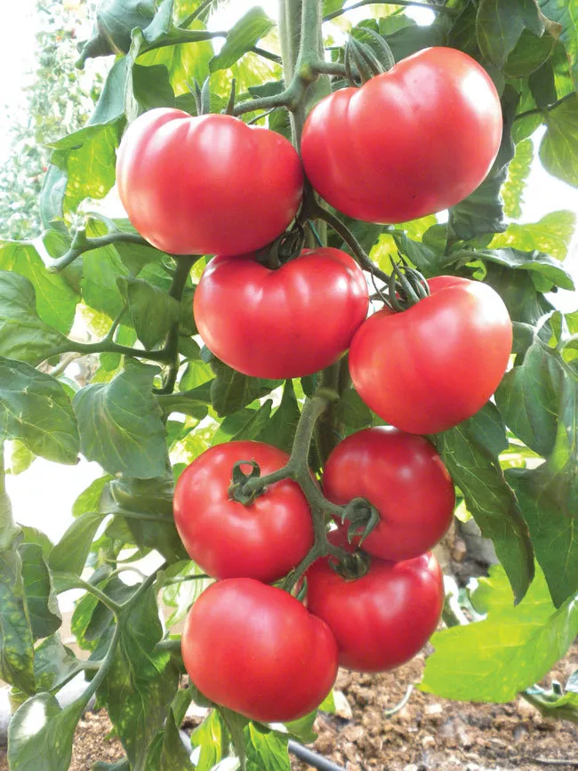 KS Beefsteak Heirloom Tomato Non Gmo Organic Garden Planting 100 Seeds  - £7.33 GBP