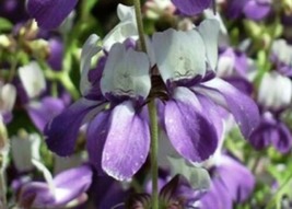 100 Fresh Seeds Purple Chinese House Flower - £4.76 GBP