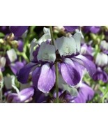 100 Fresh Seeds Purple Chinese House Flower - $5.98