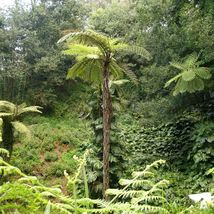 1Pcs Australian Tree Fern Live Plant 2&#39;-3&#39; Sphaeropteris cooperi tropica... - £141.20 GBP