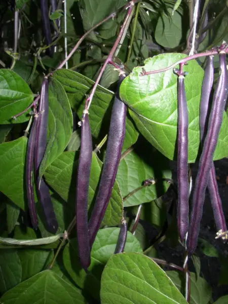 Top Seller 40 Royal Purple Pod Bean Phaseolus Vulgaris Vegetable Seeds - £11.48 GBP