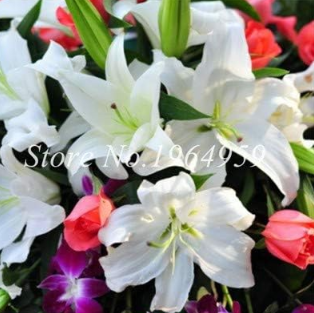 Specials Rare Exotic Blue Heart Lily Potted Seed Lily Colorful Flower Fo... - $16.99