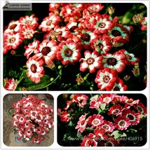 NEW BELLFARM Geranium &#39;Apple Blossom Rosebud&#39; Seeds, Professional Pack, 10 Seeds - $6.50