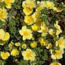 AW Rosa Xanthina 30 Seeds Fragrant Wild Manchu Yellow Rose Shrub Cold Ha... - $9.99