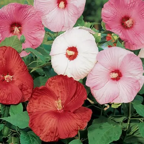 Hibiscus Seeds Disco Belle Mix 50 Hibiscus Seeds (Perennial Seeds) Garde... - £38.00 GBP