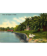 Vintage Postcard Swans and Cygnets in Florida Mirror Lake Park St. Peter... - £6.91 GBP