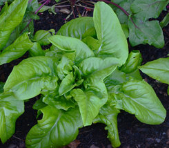 500 Sword Leaf Lettuce Seeds, Crisp and Tender &quot;A Choy&quot; Oriental Lettuce Non-GMO - £4.50 GBP