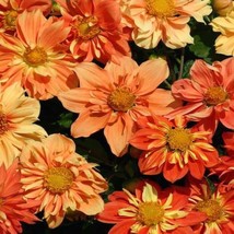 Dahlia Sunny Reggae Flower Seeds 200 Seeds Fresh USA Fast Shipping - Per... - $18.99