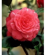 100 Seeds Camellia impatiens Seeds Dark Red Double Flowers - $10.67