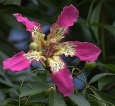 KKG Ceiba Speciosa 10 Seeds Hardy Pink Chorisia Kapok Silk Floss Garden ... - $166.87 MXN