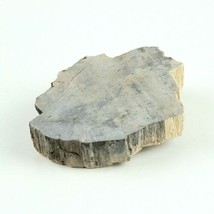 Petrified Wood 6.1 oz 3.5” x 2.75" x  1" Wooden Rock Stone Fossil Collectible image 2