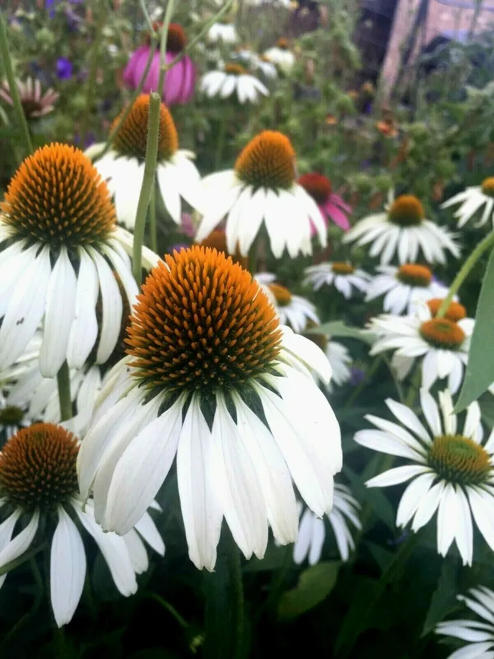 Primary image for 150 Echinacea Coneflower White Perennial From US