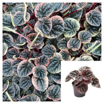 SEPTH Peperomia Abricos 4Inches Pot Radiator pink edge  Abricos live plant - £5.84 GBP