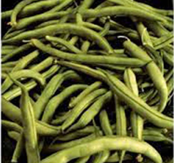 Primary image for BEAN SEED, COMMODORE BUSH, HEIRLOOM, ORGANIC 500+ SEEDS, NON GMO, GREEN BEANS