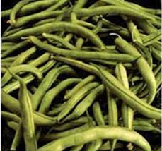 BEAN SEED, COMMODORE BUSH, HEIRLOOM, ORGANIC 500+ SEEDS, NON GMO, GREEN ... - $13.85