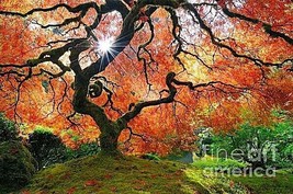 Portland Japanese Garden #1837 “Maple Tree Puzzle”, 500 pc, 18 x 24&quot;, NIB Sealed - £17.81 GBP