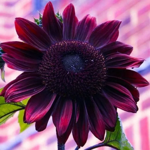 50 Cherry Chocolate Sunflower Seeds To Plant Heirloom &amp; Non Gmo Sunflower Se Gar - £16.51 GBP