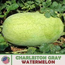 LWSTORE 10 Charleston Gray Watermelon Seeds Heirloom Nongmo Genuine USPS Shippin - £6.56 GBP