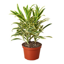 6&quot; Pot - Dracaena &#39;Song of India&#39; - Houseplant - Living room - FREE SHIP - £56.61 GBP