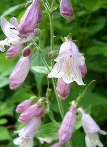 300 Seeds Hairy Beardtongue Seeds Native Wildflower Sun Shade Garden Patio Conta - £7.18 GBP