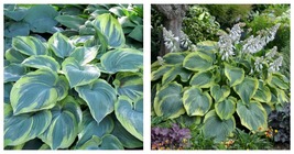 Live Plant Earth Angel Hosta - Blue/Green Foliage-Creamy/White Edge - Quart Pot - £30.64 GBP