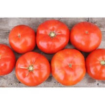 Trophy Tomato Seeds Gardening Easy Grow Usa Shipping - £4.41 GBP