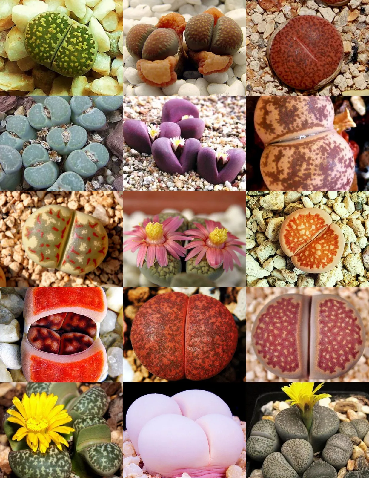RARE Lithops MIX succulent cactus EXOTIC living stone desert rock seed 1... - $41.25 CAD