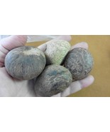 tn-17) 4 large natural Tagua Nut whole nuts craft Carving Dried plain uncut - $23.36