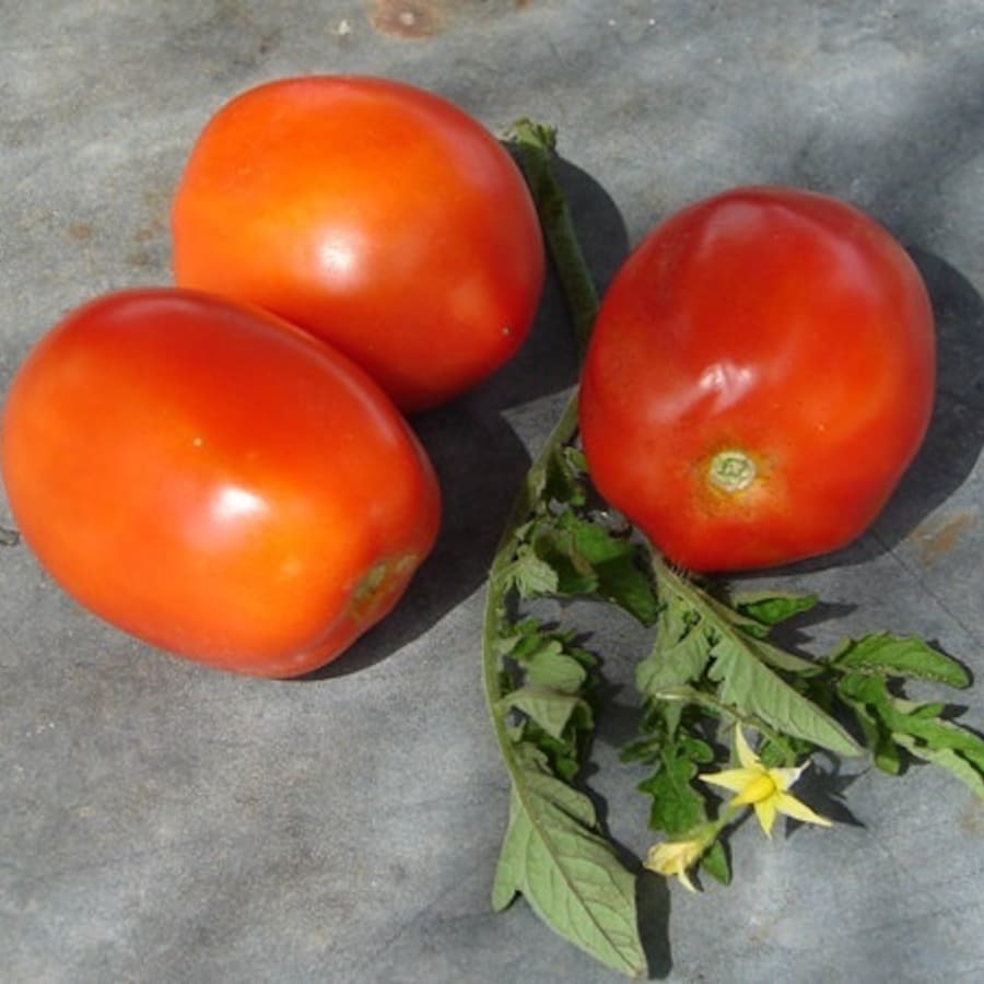 Northern Ruby Paste Tomato Grown To Organic Standards Fresh Gardening - $16.52