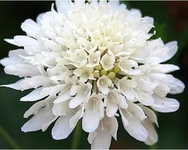 50+ Scabiosa Snowmaiden Atropurpurea Pincushion Flower Seeds A366 Fresh - £8.02 GBP