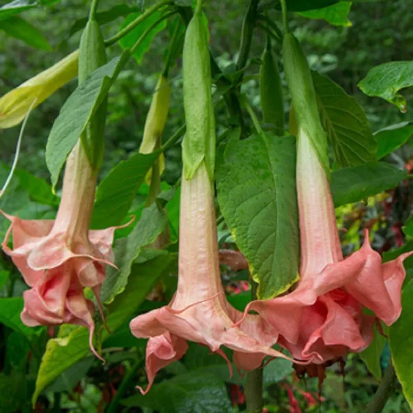 Fresh 10 Triple Pink Angel Trumpet Seeds Flowerd Flower Brugmansia Datur - £7.65 GBP