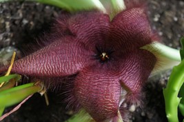 Stapelia hirsuta, 5 Seeds - $34.19