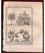 1746 Deux Sortes De Cottoniers Cotton Types India Copperplate Engraving - £39.32 GBP